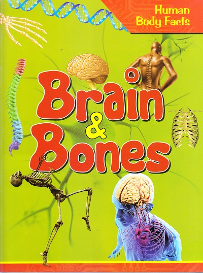 Human Body Facts: Brains & Bones | OM KIDZ
