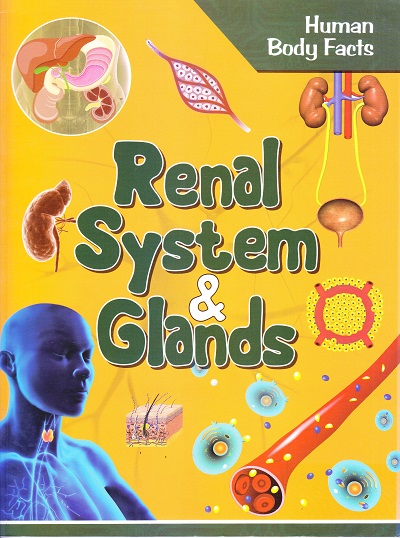 Human Body Facts: Renal system & Glands | OM KIDZ